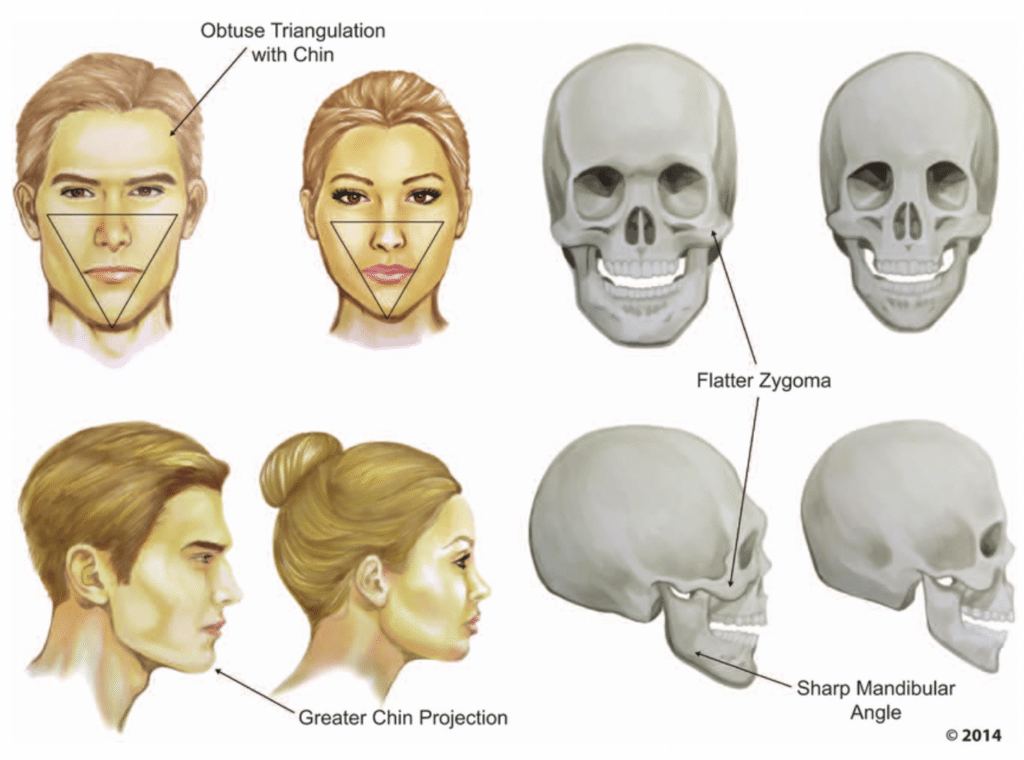 Neanderthal Brow Ridge: Origin Of A Protruding Forehead