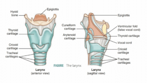 do women have an adam's apple, laryngeal anatomy