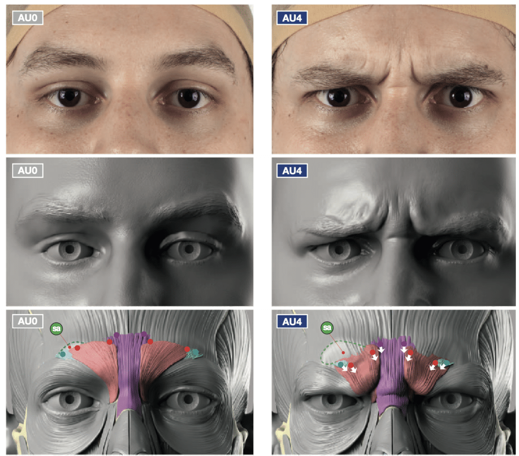 Understanding The Forehead Muscles: Preventing Brow Droop