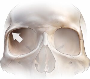 supraorbital ridge