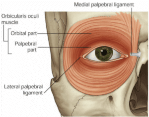 orbicularis oculi, forehead muscles