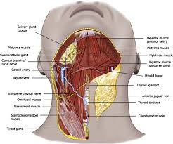 how to get a better jawline