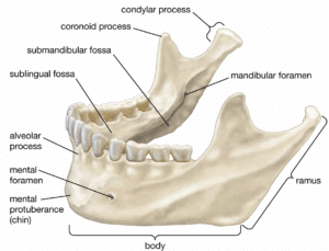 jaw angle implants